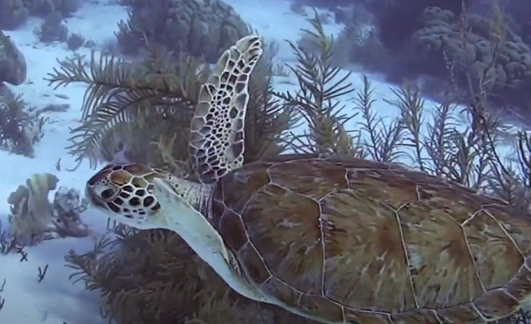 Diving in Bonaire 🇧🇶 🏴